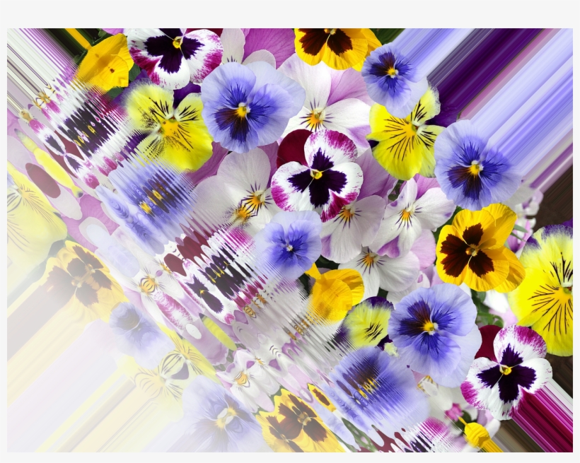 Pansy 400 500 Spring - Pansy, transparent png