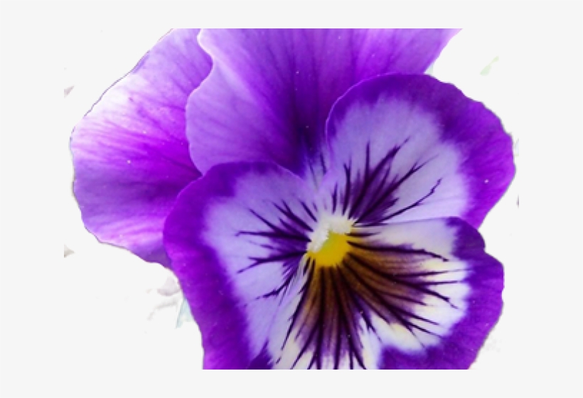 Pansies Are Tough! 15" Laptop Sleeve, transparent png