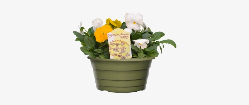 Scrumptious Pansies - Pansy, transparent png