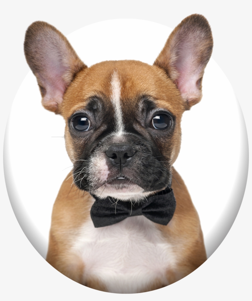 Barking Bubbles Mobile Pet Spa - French Bulldog In A Bow Tie, transparent png