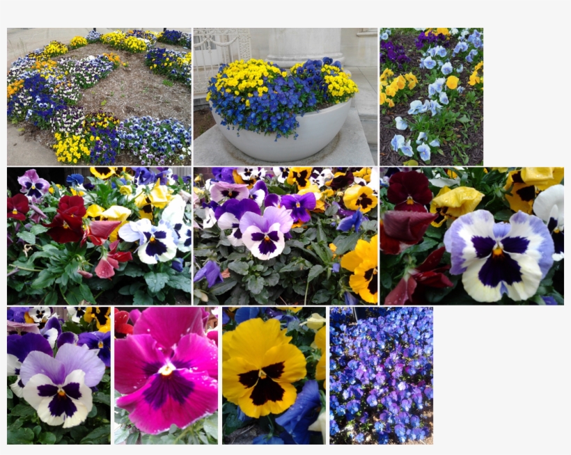 Garden Pansies Are Hybrids Derived In The 1800s From - Pansy, transparent png