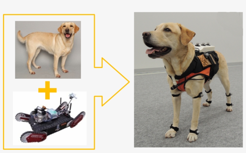 Rescue Dogs Perform Well In Finding Victims Within - Dog, transparent png