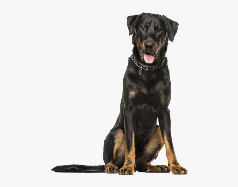 Beauceron Png, transparent png