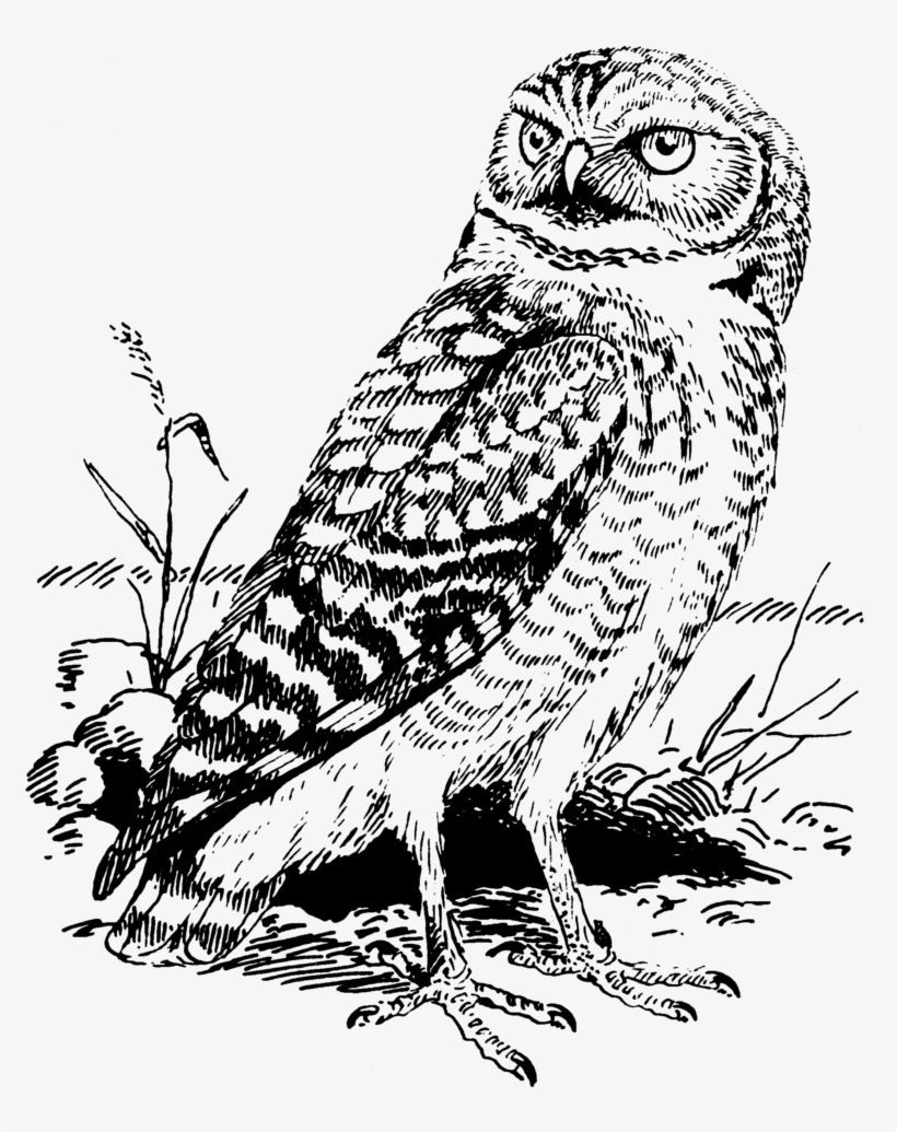 Snowy Owl Bird Great Horned Owl Burrowing Owl - Owl Black And White Png, transparent png