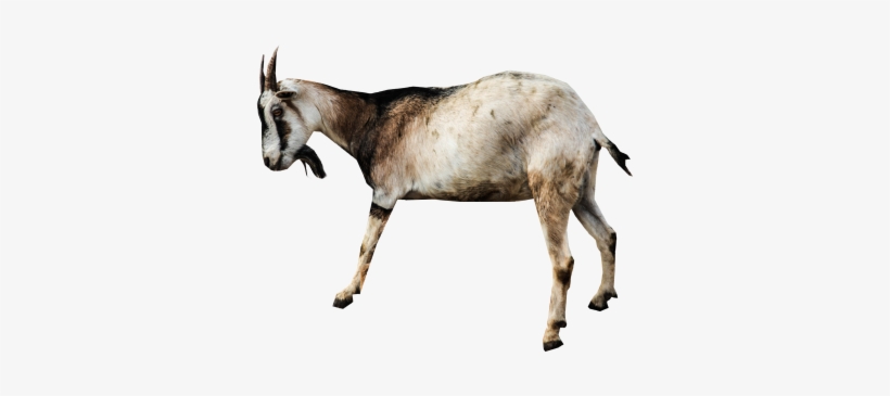 Animal Clip Art - Clip Art, transparent png
