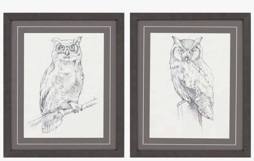 View Larger Image - Giclee Print: Owl Portrait Ii By Jennifer Goldberger, transparent png