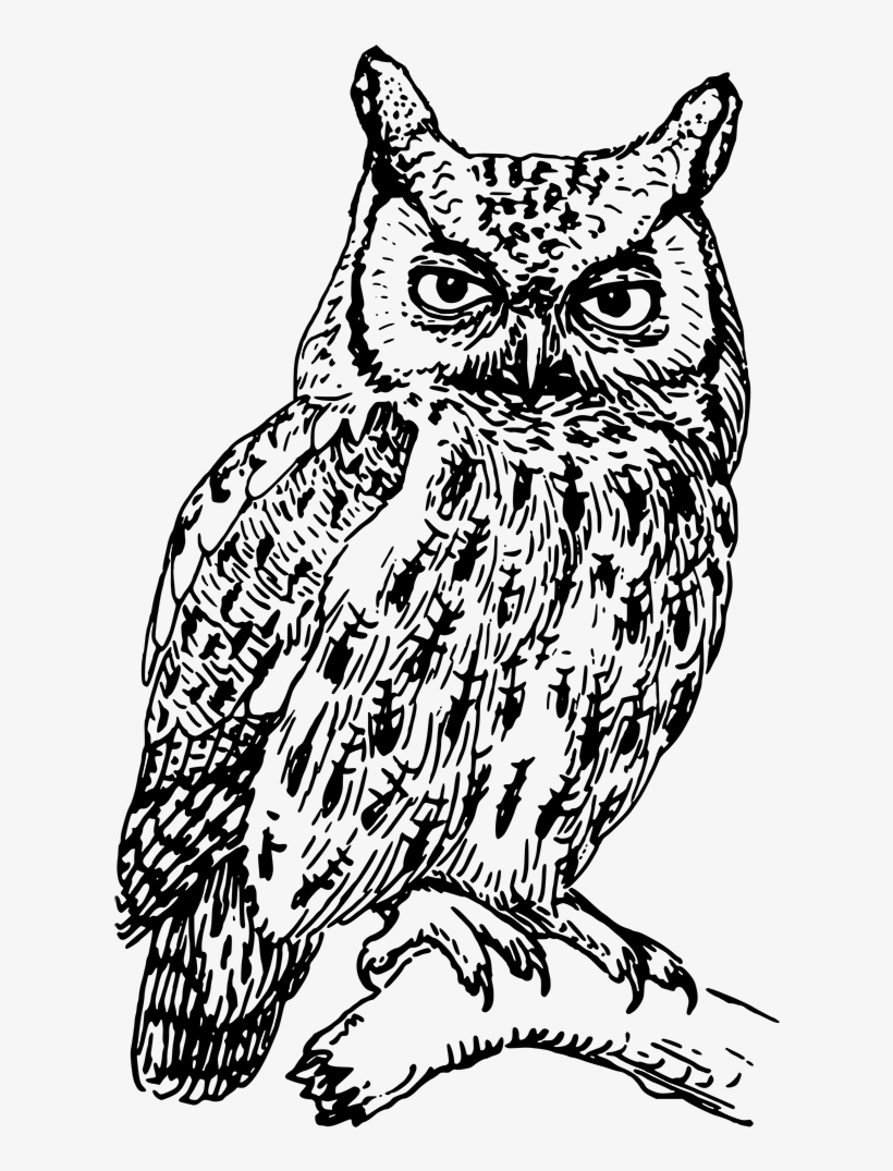 Drawing Of Screech Owl - Brown Owl Samsung Galaxy S7 Case, transparent png