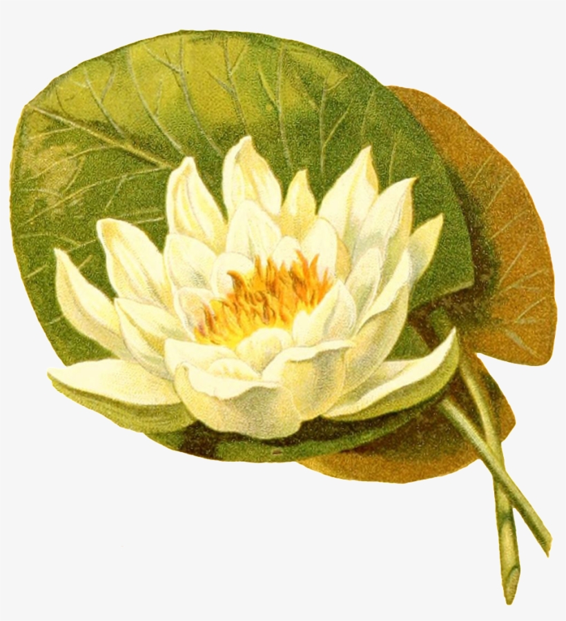 Hand Painted Green Leaves Against White Lotus Transparent - Medicinal Plants, transparent png