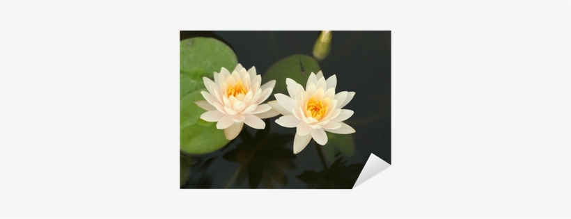Pond, transparent png