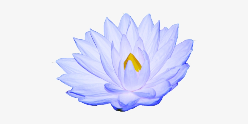 White Lotus Oil Is Used To Prepare For A Meditative - Sacred Lotus, transparent png