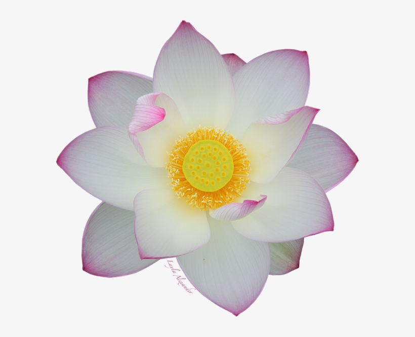 Bleed Area May Not Be Visible - No Background Lotus, transparent png