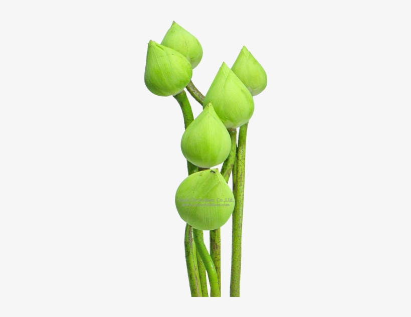 Lotus Flower White - Aquatic Plant, transparent png