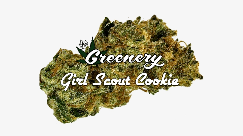 Girl Scout Cookie - Moss, transparent png