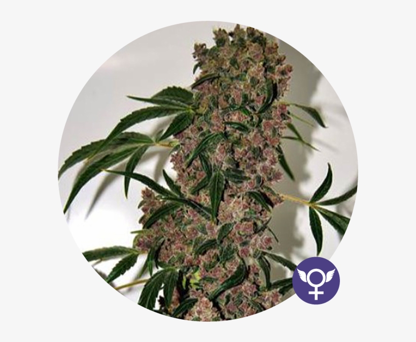 Girl Scout Cookies Xtrm Feminised Seeds - Blimburn Seeds Girl Scout Cookies, transparent png