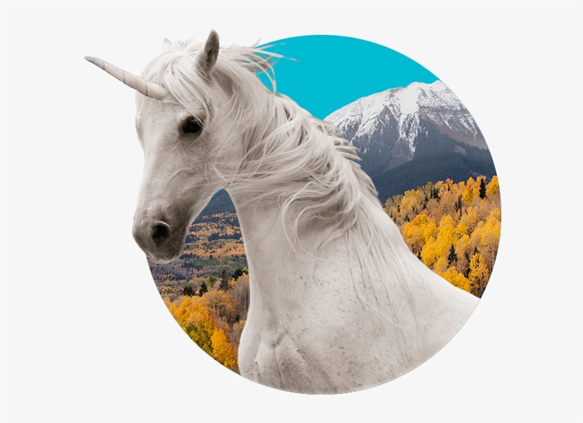 Hot Shoe Henry - Horse, transparent png