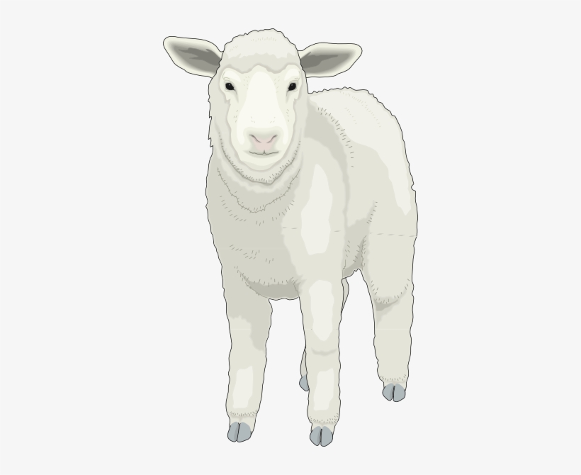 Sheep, transparent png
