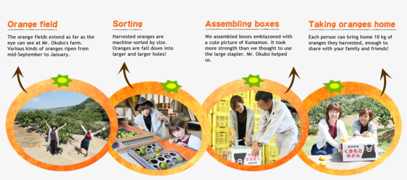 Hands-on Orange Harvesting - Harvest, transparent png