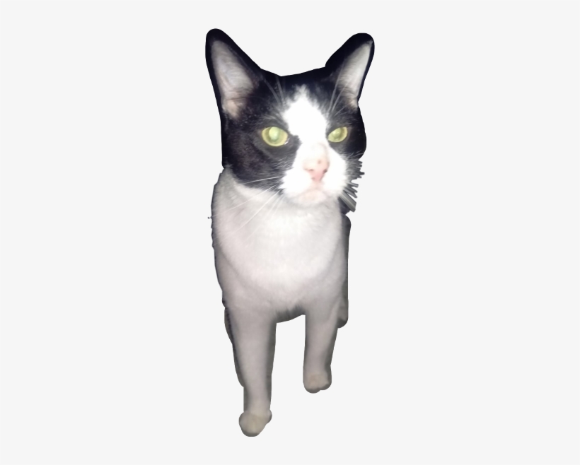 Batman Cat Freetoedit - Cat Yawns, transparent png