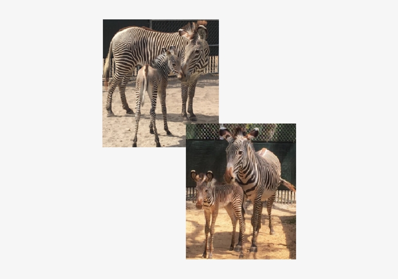 Tags Babies - Disney's Animal Kingdom, transparent png