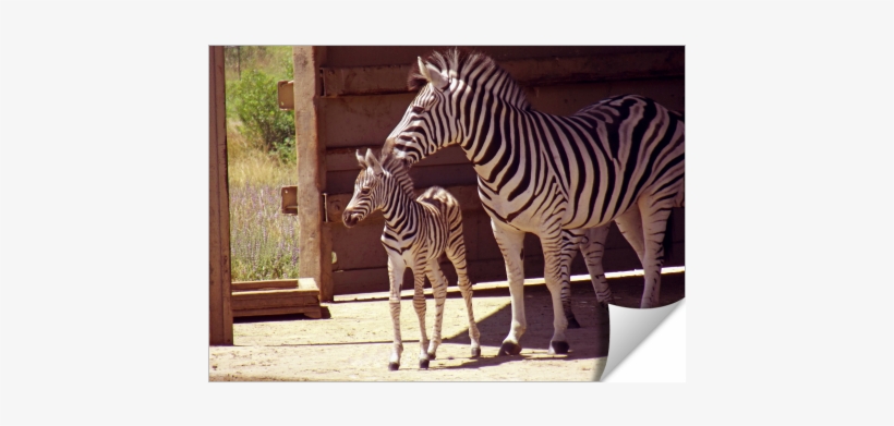 Zebra Mom & Baby - Mother - 674x516 PNG Download - PNGkit