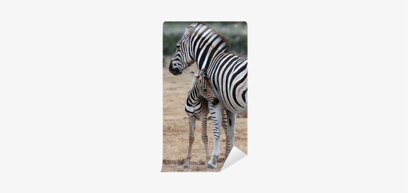 Poster: Oaks' Baby Zebra And Mother, 61x41in., transparent png
