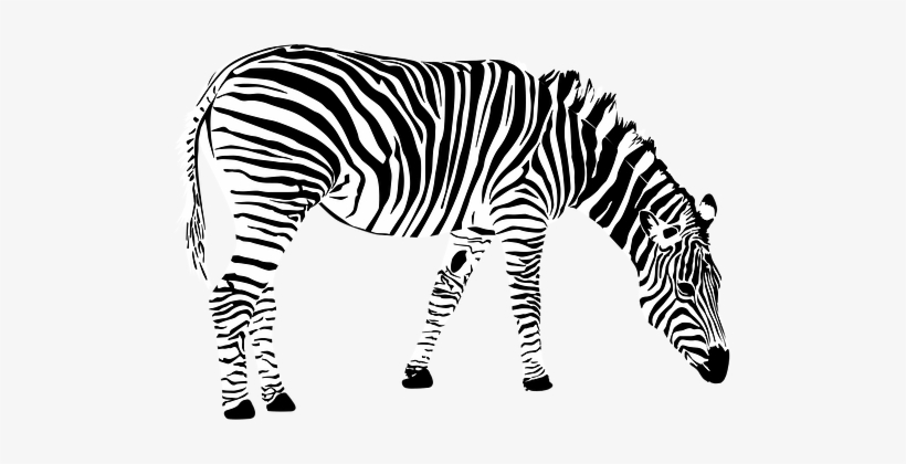 Zebra Africa Animal Black And White Zebra - Zebra Vector Png, transparent png