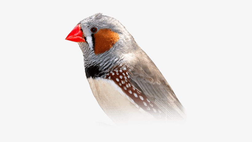Zebra Finch - Finch Bird, transparent png