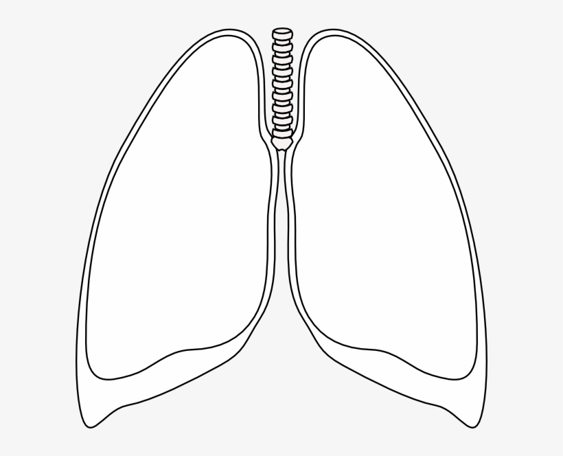 Lungs Clipart - Lungs Clipart Black And White, transparent png