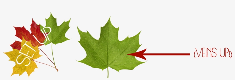 Head Outside And Start Gathering Your Leaves - Maple Leaf, transparent png