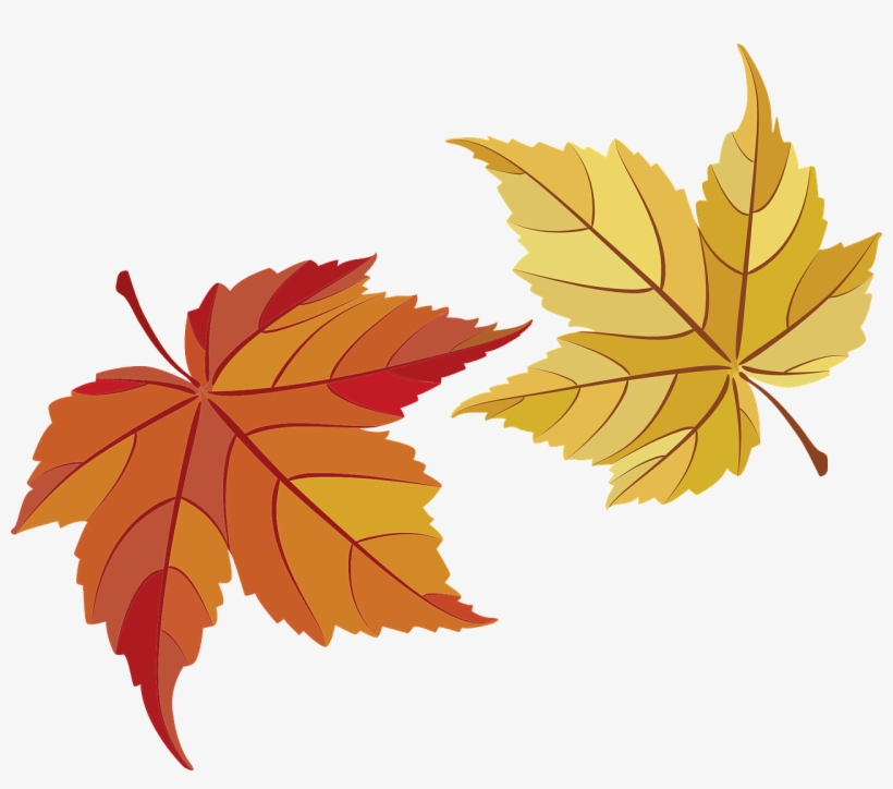Maple Leaves,maple,leaves,fall Foliage,golden Autumn,autumn,colorful - Hojas De Maple Png, transparent png