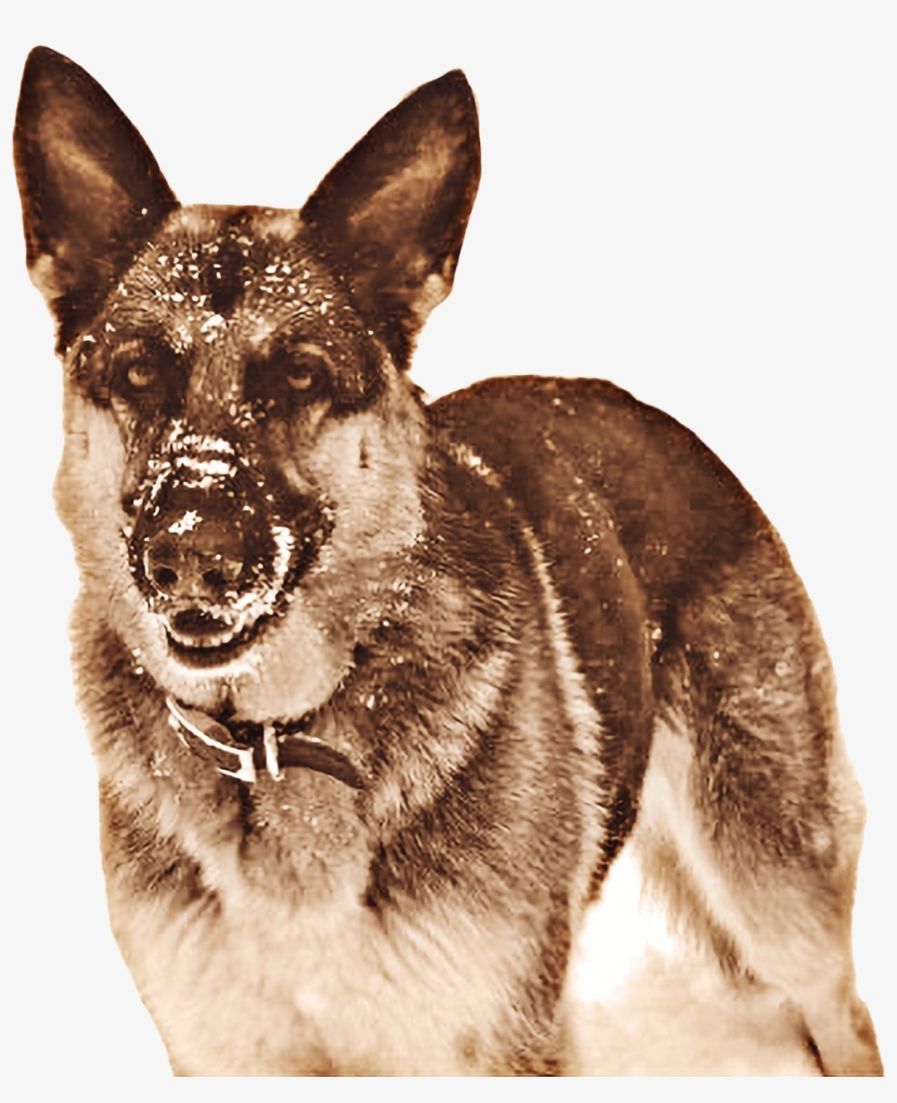 Our Story - Totally Raw Pet Food, transparent png