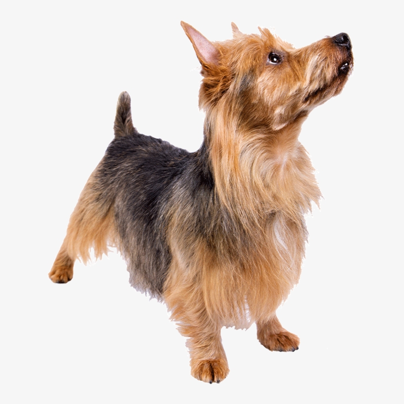 Coffee The Dog By Mona Chung-chao - Haustierbild Für Geburtstagsgrußkarte Karte, transparent png