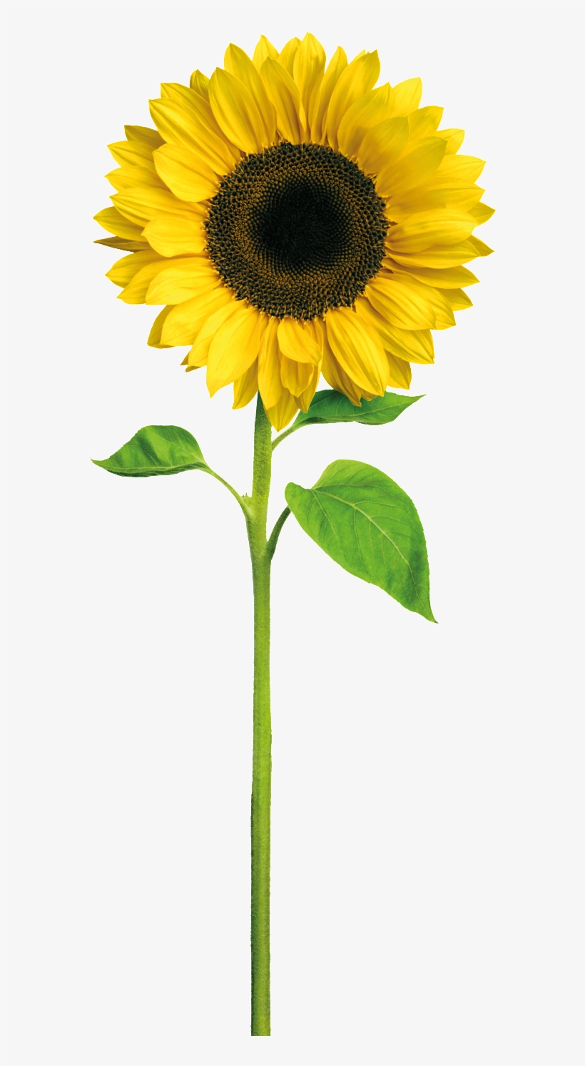 Yellow Sunflower Cartoon Transparent - Sunshine Happy Birthday Daughter In Law, transparent png