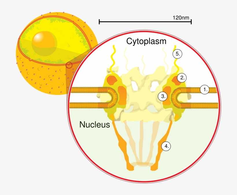 Nuclearpore Crop - Pore Complex On A Nucleus, transparent png