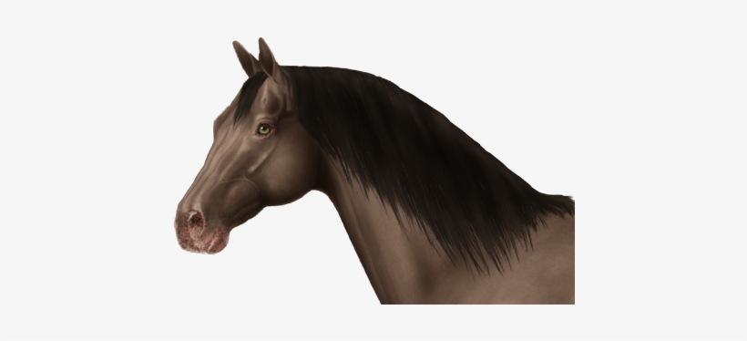 Links To Other Confirmed Single Tiger Eye Horses That - Stallion, transparent png