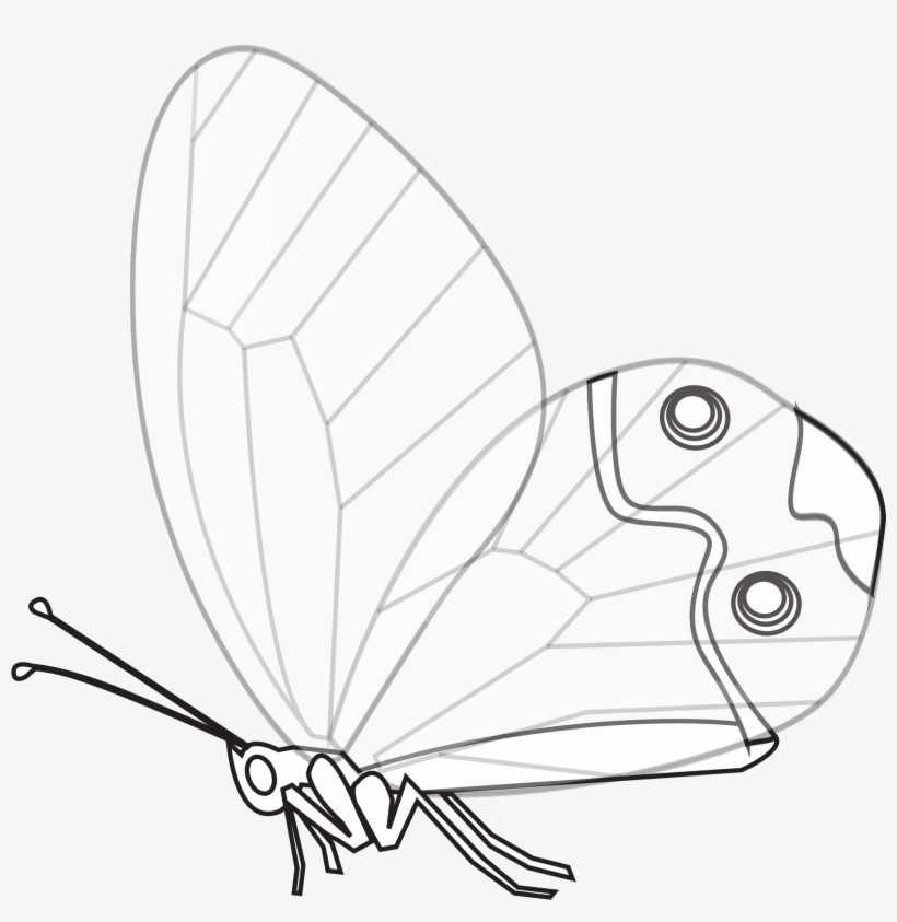 Papillon Transp Butterfly Black White Line Art 1969px - Black And White, transparent png