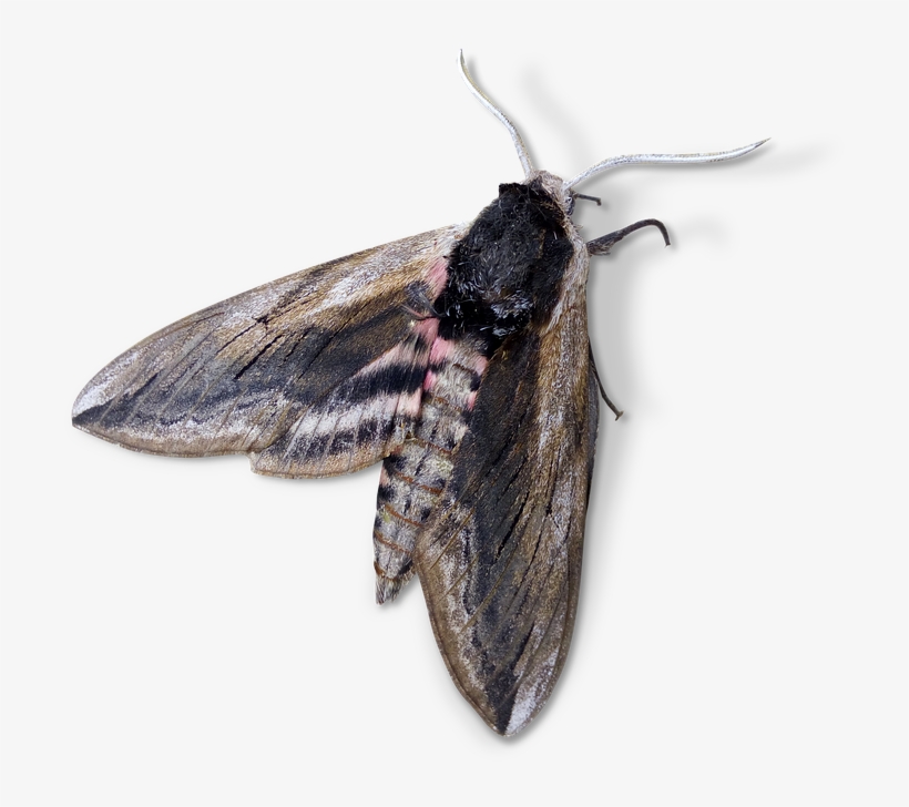 Moth, Night Butterfly, Agrius Convolvuli - Mariposa Noturna Png, transparent png