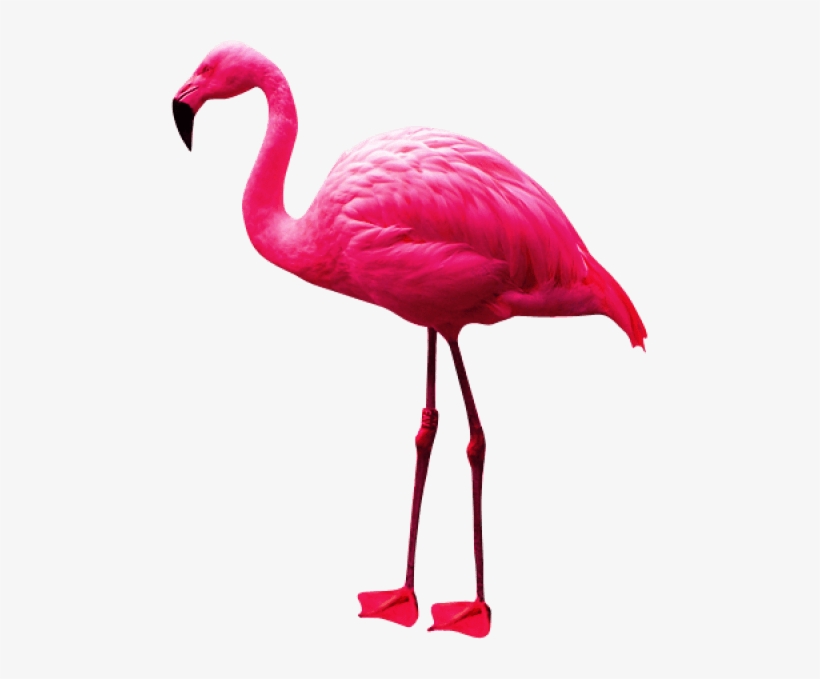 Free Png Flamingo Png Images Transparent - Flamingo Png, transparent png