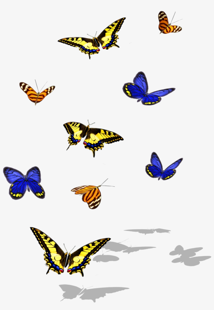 Http - //sharedimages - A - Bpcdn - Net - Papilio Machaon, transparent png