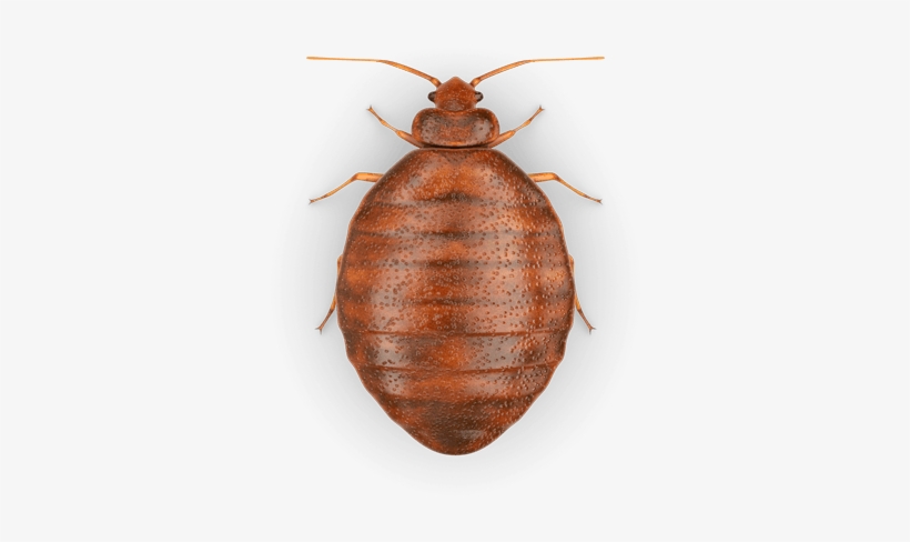 Raid Bed Bug Detector & Trap, 8 Ct, transparent png