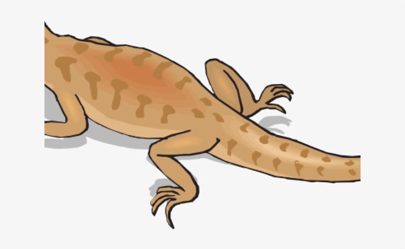 Gecko Free On Dumielauxepices Net - Kangaroo Conservation Center, transparent png