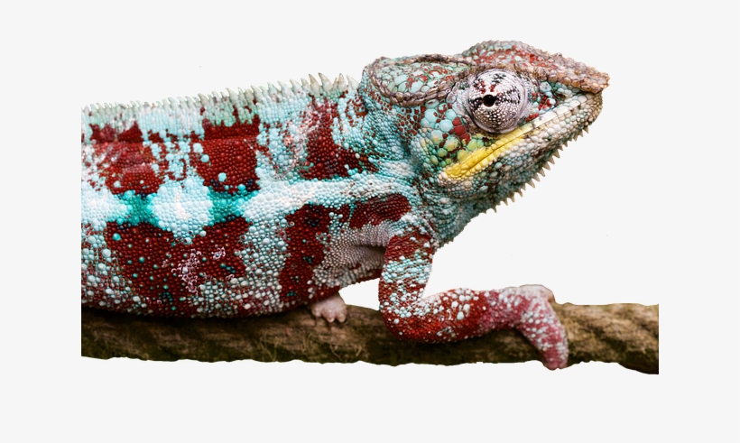 How To Choose A Right Pet Lizard - Chameleons, transparent png
