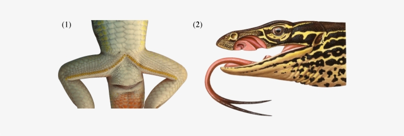 Many Lizards Are Equipped With Specialized Epidermal - Photography, transparent png