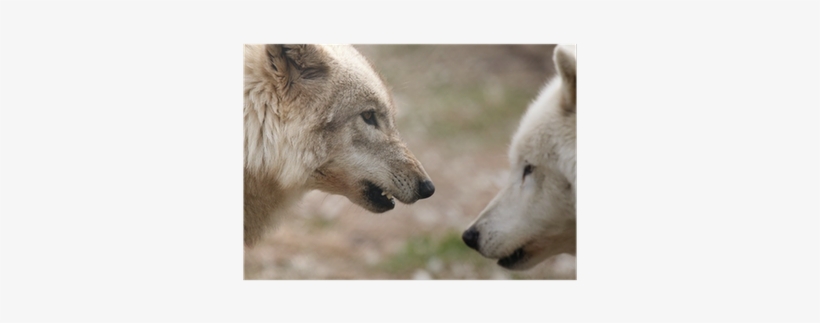 Werewolves: The Wanted Als Ebook Von Angela Beegle, transparent png