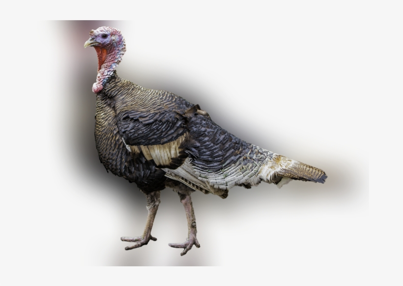 Color Palette Ideas From Domesticated Turkey Wild Galliformes - Turkey Meat, transparent png