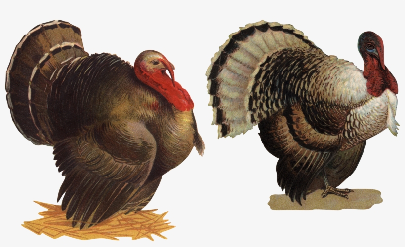 Wild Turkey Png, transparent png