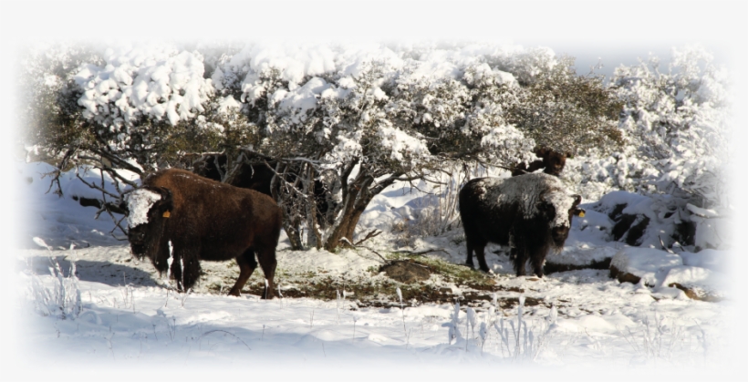 Now Normally, I'm A Ribeye Man But This Was The Best - Bison, transparent png