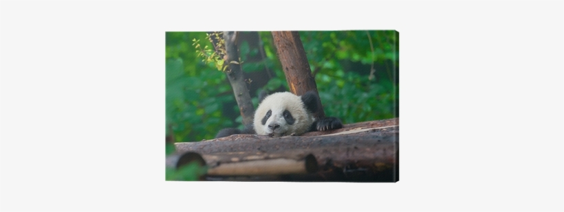 Giant Panda, transparent png