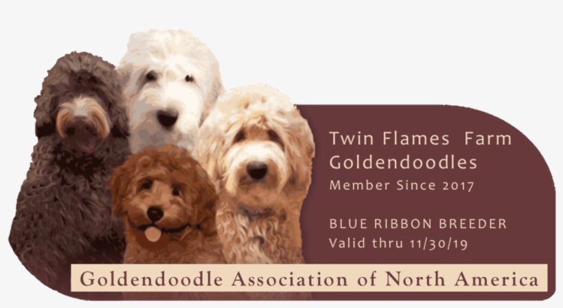 Teddy Bear Goldendoodles - Goldendoodle Vs Labradoodle, transparent png