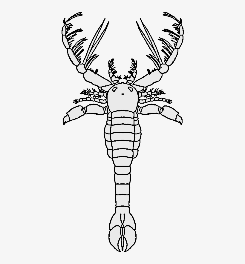 Megalograptus No Background - Megalograptus, transparent png